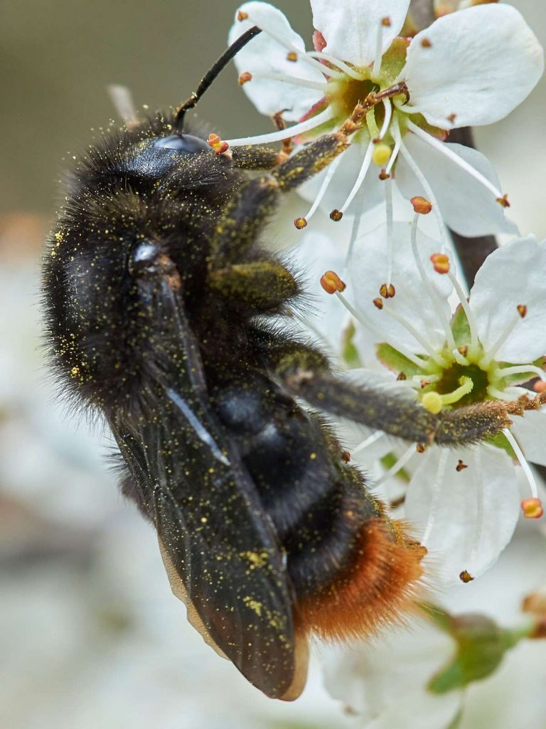 Steinhummel (Bombus lapidarius), (c) Arno Laber/NABU-naturgucker.de