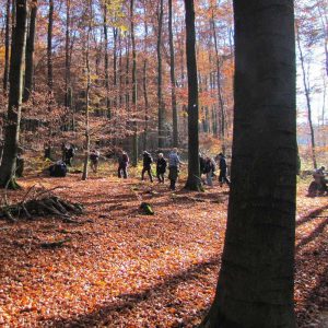 Im Buchenwald des Nationalpark Kellerwald, (c) Gaby Schulemann-Maier