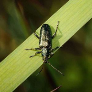 Auch der Seidige Schilfkäfer (Plateumaris sericea) wurde während der Exkursion gefunden, (c) Gaby Schulemann-Maier