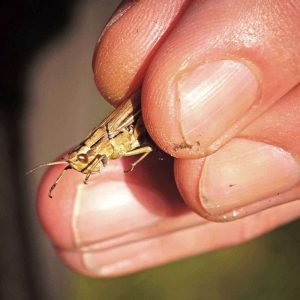 naturgucker.de-Fachbeiratssprecher Dieter Schneider zeigt den Weißrandigen Grashüpfer (Chorthippus albomarginatus), (c) Gaby Schulemann-Maier