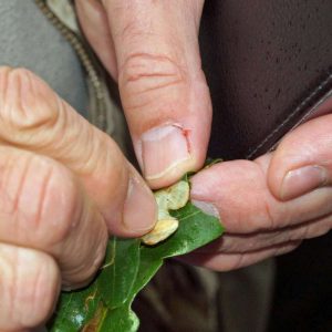 Auch von Miniermottenraupen erzeugte Blattminen wurden dank Karl-Heinz Jelinek gefunden und notiert, (c) Gaby Schulemann-Maier