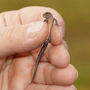 Den aufmerksamen Blicken der Naturguckerin Carolin Zimmermann ist diese junge Waldeidechse nicht entgangen, (c) Gaby Schulemann-Maier