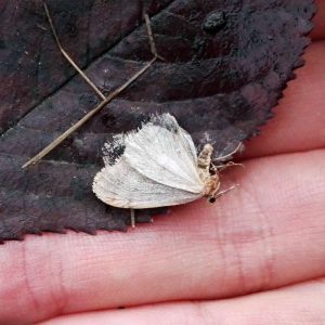 Männlicher Frostspanner (Operophtera brumata/fagata), (c) Gaby Schulemann-Maier