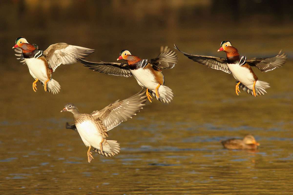 Mandarinenten im Anflug auf ein neues Gewässer, (c) Rainer Armbruster/NABU-naturgucker.de