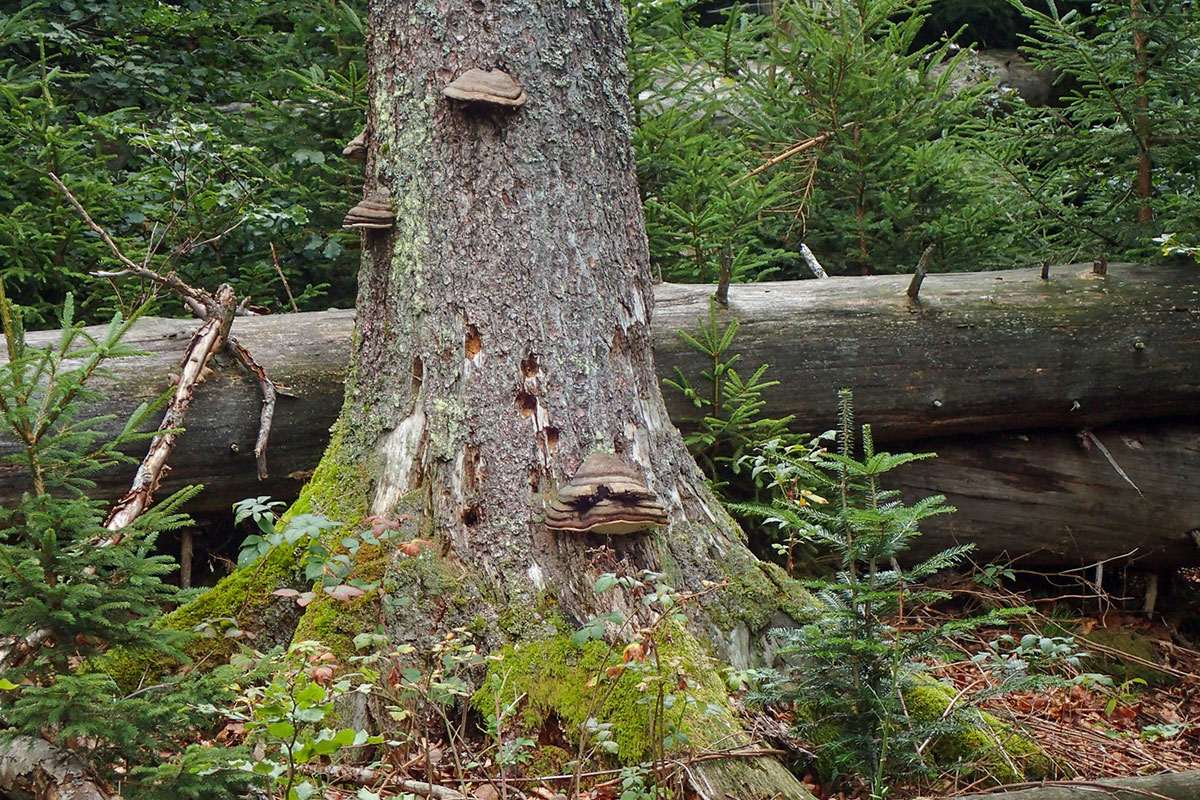 Holzzersetzer-Pilze am Seelensteig bei der ‚Arbeit‘