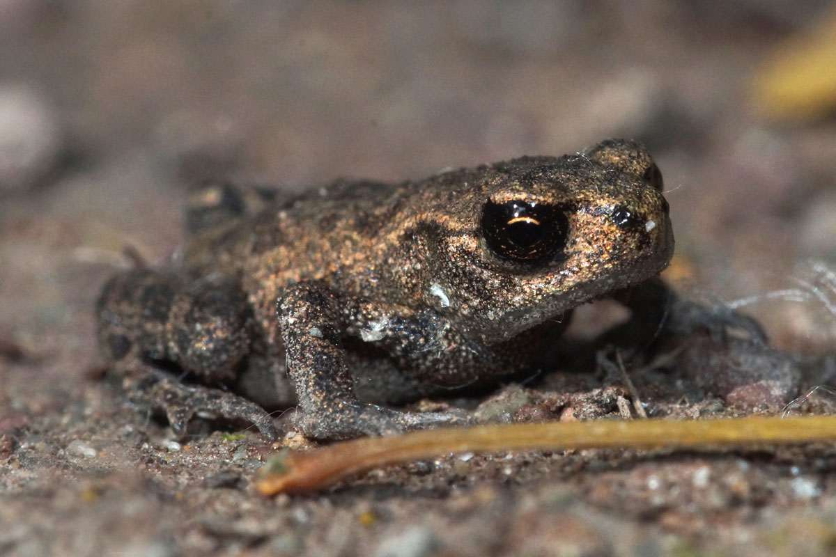 Nah dran und auf Augenhöhe mit einer jungen Erdkröte, (c) Gaby Schulemann-Maier/NABU-naturgucker.de