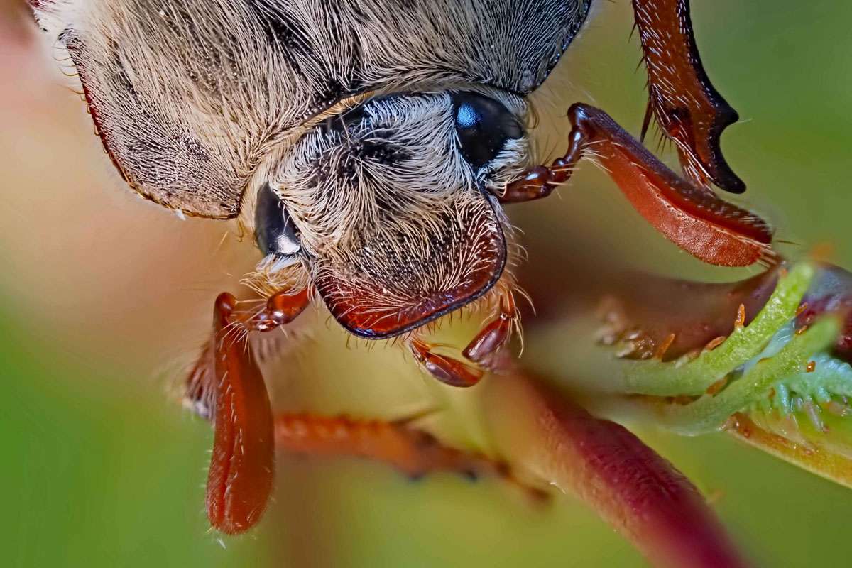 Feld-Maikäfer aus nächster Nähe betrachtet, (c) Bernhard Konzen/NABU-naturgucker.de