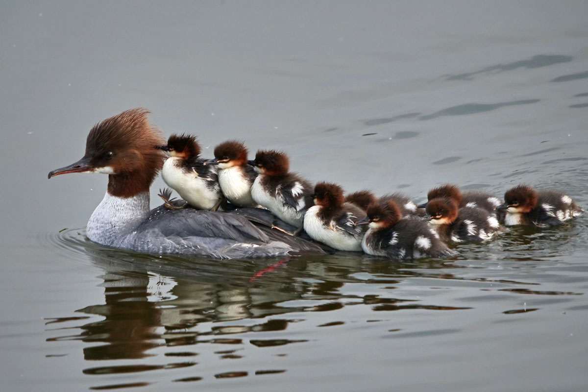 Gänsesäger-Familie, (c) Hermann Daum/NABU-naturgucker.de