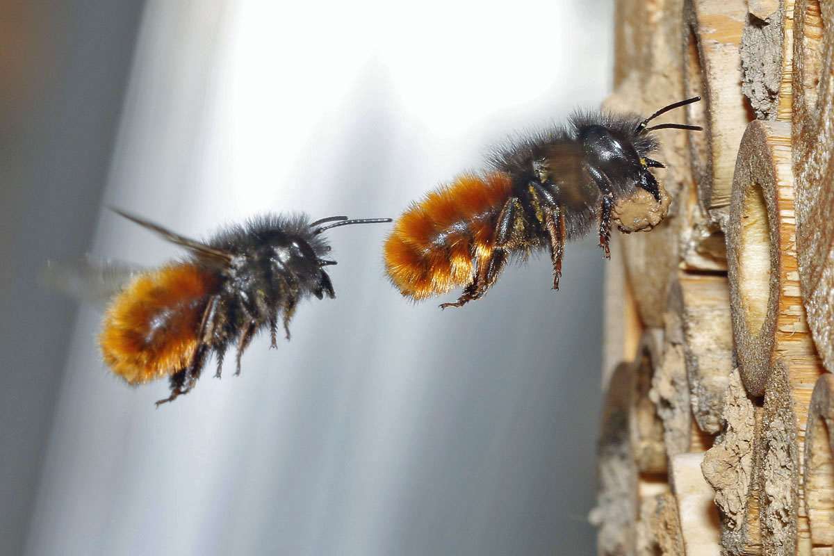 Einflug in die Nisthilfe: Gehörnte Mauerbienen, (c) Armin Teichmann/NABU-naturgucker.de