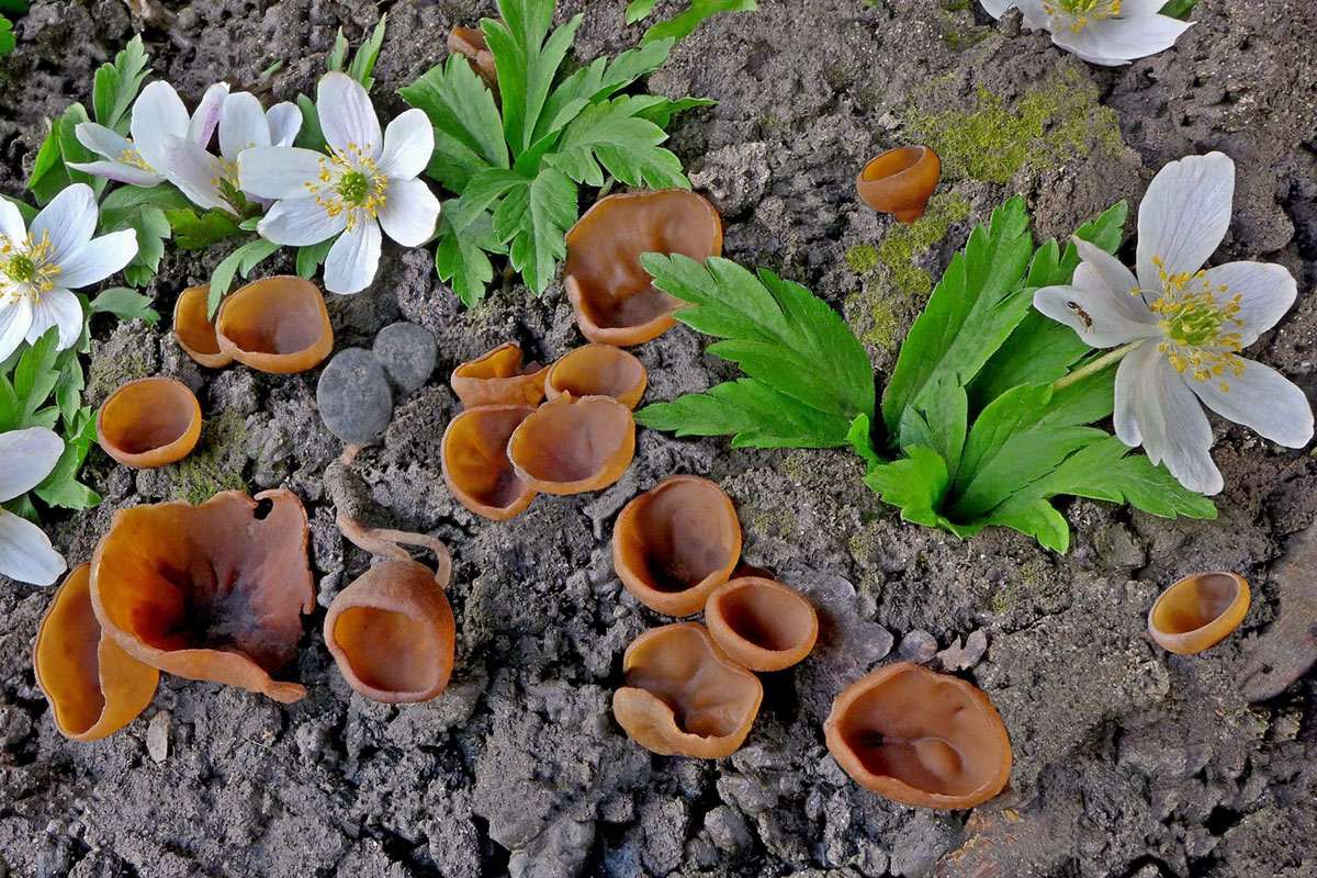 Gemeiner Anemonenbecherling, (c) Günter Großmann/NABU-naturgucker.de