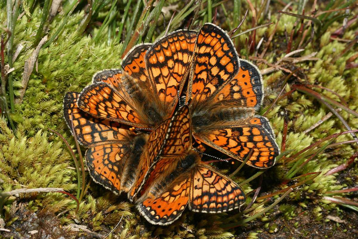 Ein ‚Strauß‘ Goldener Scheckenfalter, (c) Oskar Jungklaus/NABU-naturgucker.de