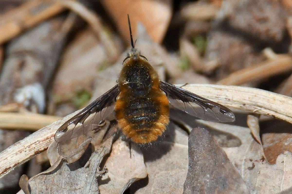 Großer Wollschweber, (c) Rolf Jantz/NABU-naturgucker.de