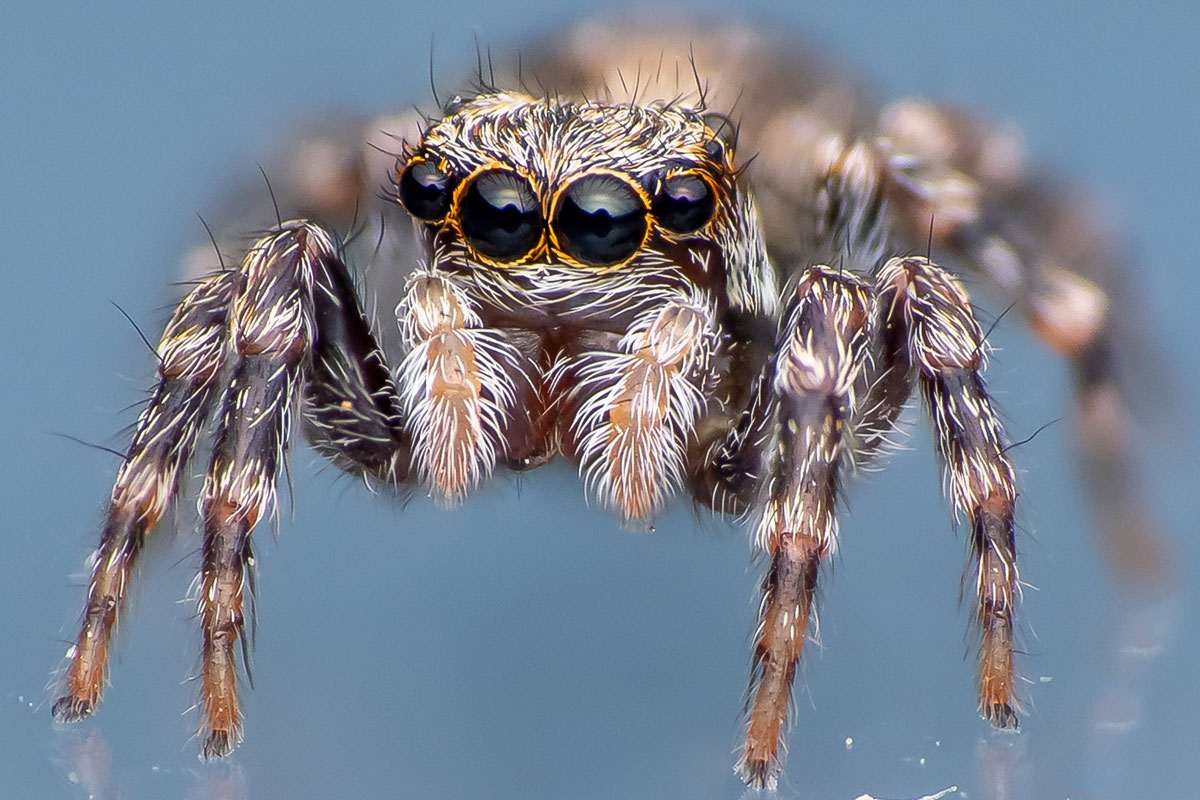 Von Angesicht zu Angesicht mit einem Haus-Keilspringer, (c) Christian Stepf/NABU-naturgucker.de