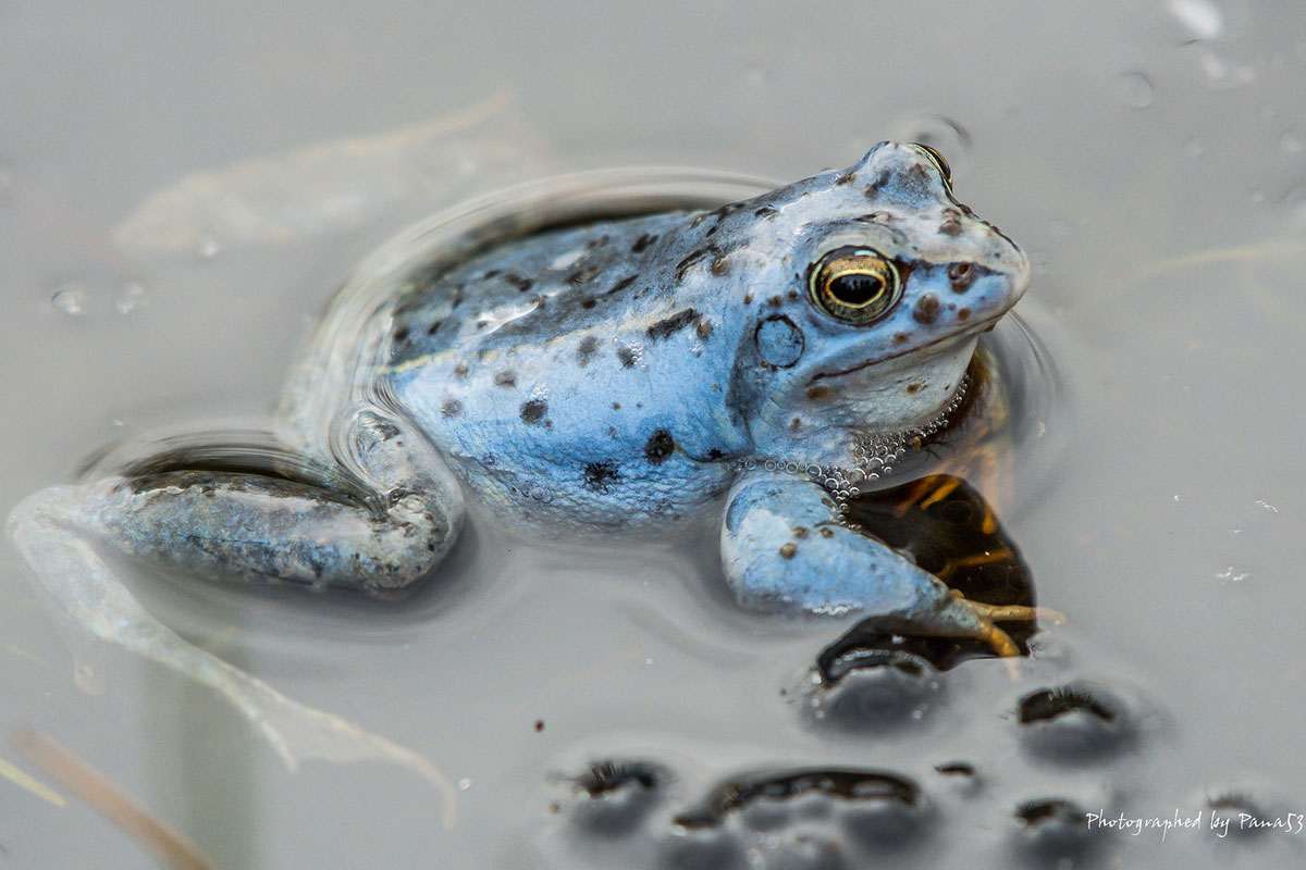 Moorfrosch, (c) Frank Hoffmann/NABU-naturgucker.de