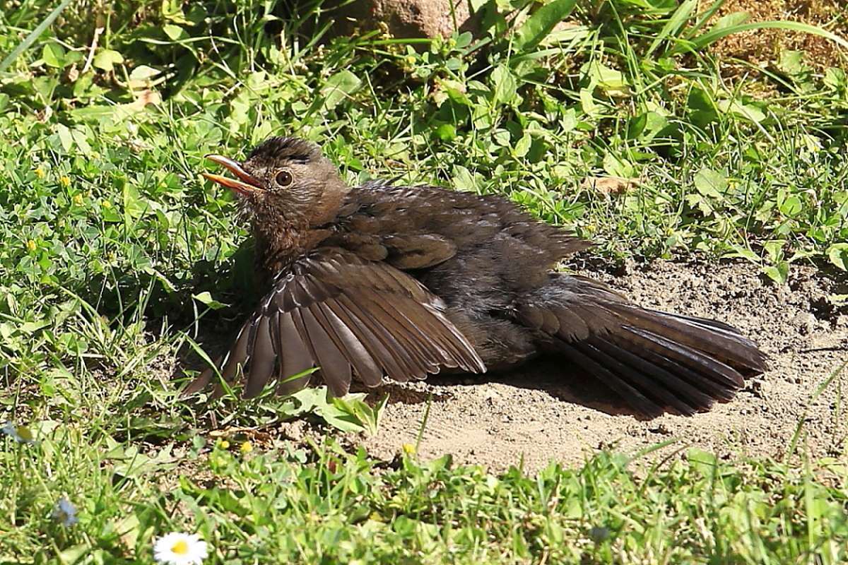 Amselweibchen nimmt ein Sonnenbad, (c) Willi und Clementine Grings/NABU-naturgucker.de