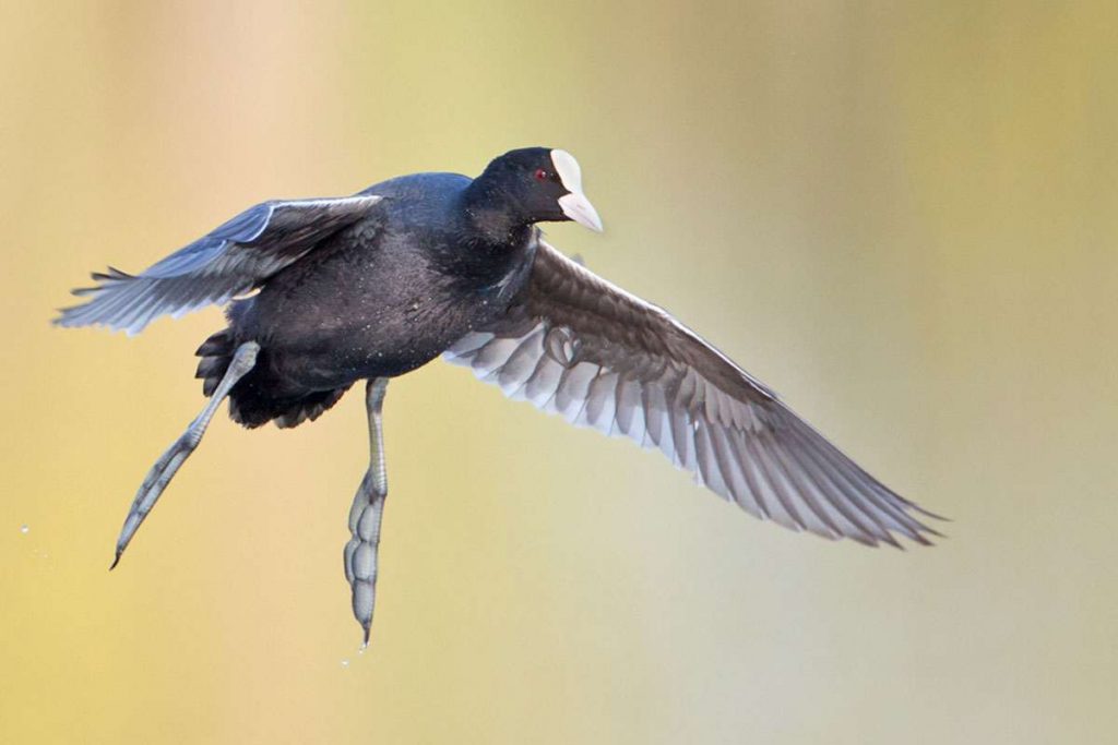 Blässhuhn (Fulica atra) im Landeanflug, (c) Michael Neubauer/NABU-naturgucker.de