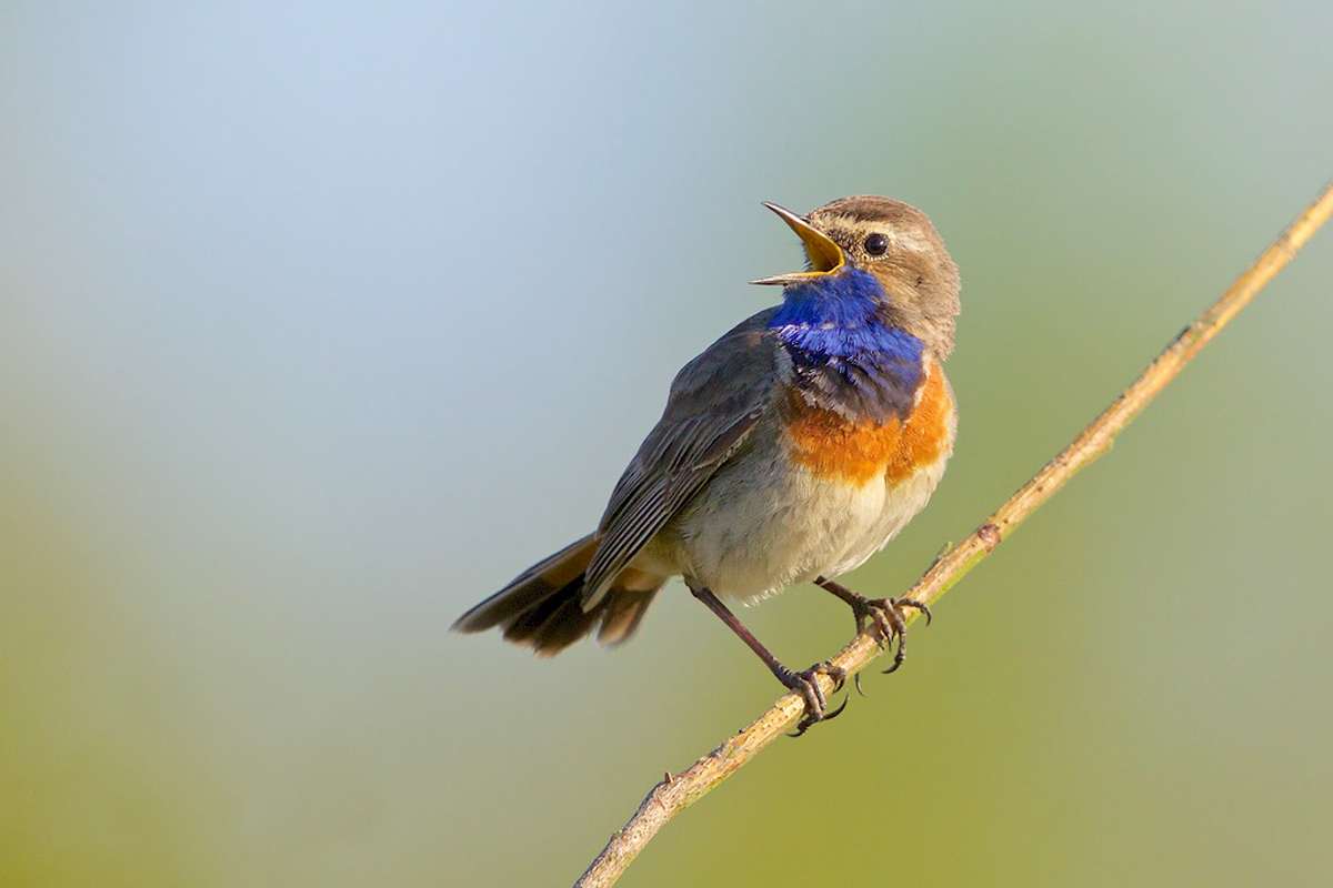 Blaukehlchen, (c) Katrin Habenicht/NABU-naturgucker.de