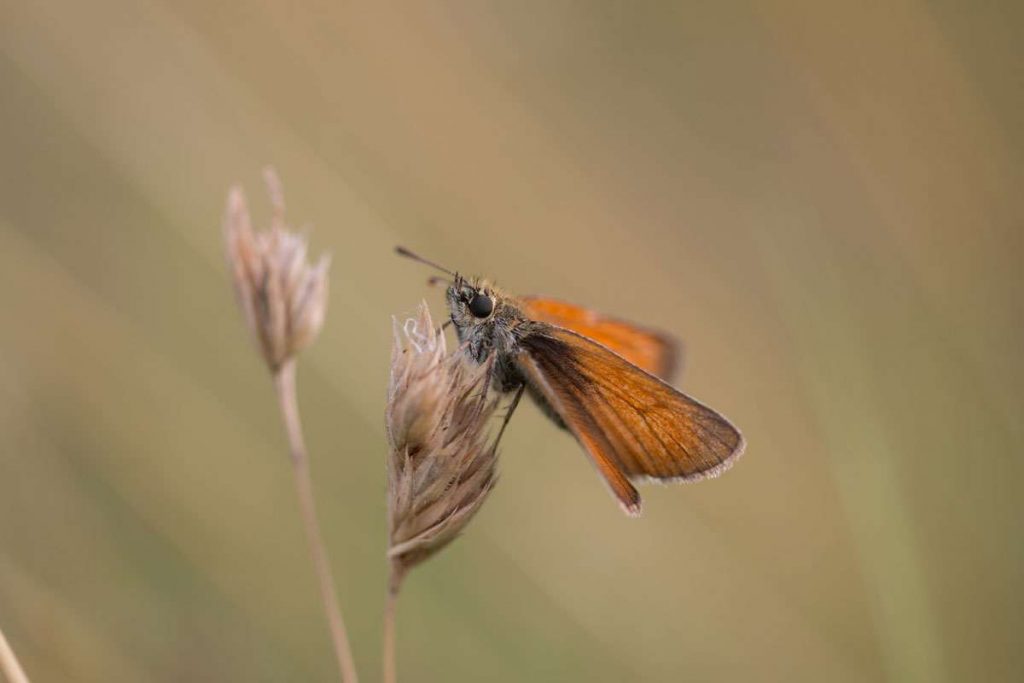 Braunkolbiger Braun-Dickkopffalter (Thymelicus sylvestris), (c) Felix Engelbrecht/NABU-naturgucker.de