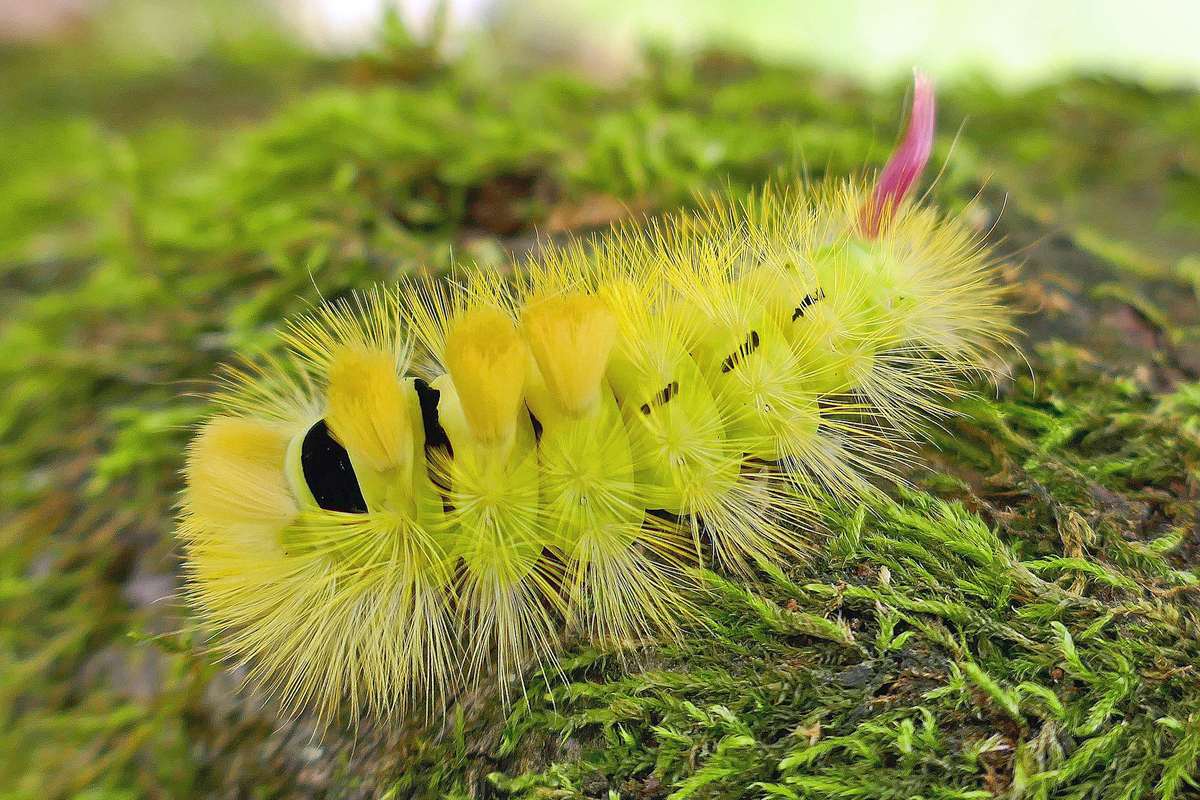 Raupe des Buchen-Streckfußes, (c) Hubertus Schwarzentraub/NABU-naturgucker.de