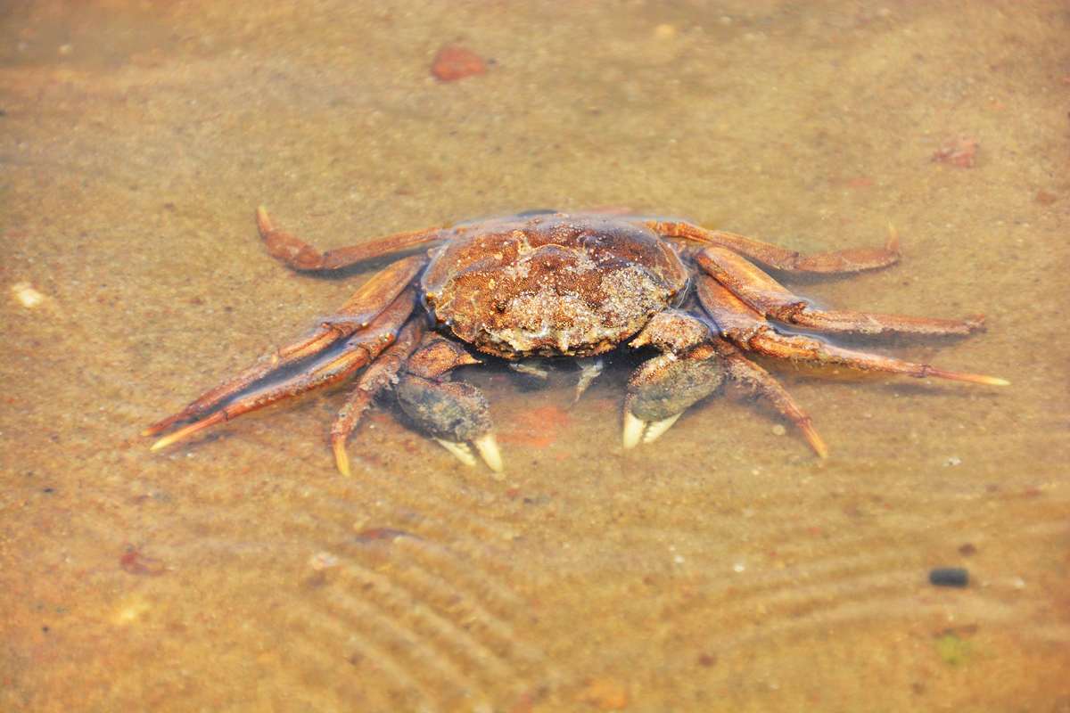 Chinesische Wollhandkrabbe, (c) Rolf Jantz/NABU-naturgucker.de