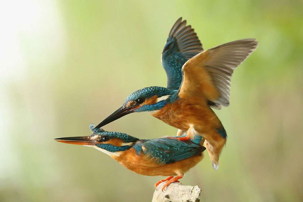 Paarung der Eisvögel (Alcedo atthis), (c) Folkert Christoffers/NABU-naturgucker.de