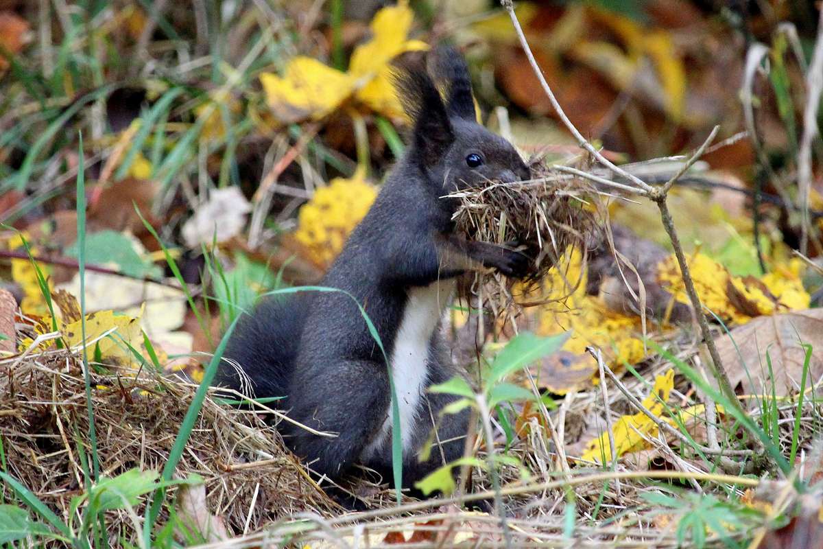 Europäisches Eichhörnchen, (c) Ursula Spolders/NABU-naturgucker.de