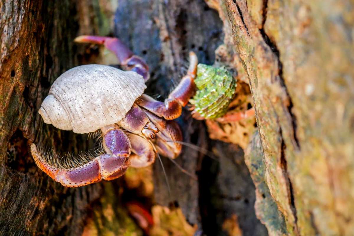 Meeresschnecken sind für Gemeine Einsiedlerkrebse sehr wichtig. Nach dem Tod der Weichtiere ziehen sie in deren Gehäuse ein. (c) Roswitha Hoffmann/NABU-naturgucker.de