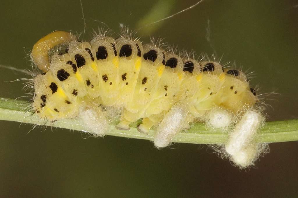 Eine Raupe des Gemeinen Blutströpfchens dient den Larven von Schlupfwespen als lebende Speisekammer. (c) Gaby Schulemann-Maier/NABU-naturgucker.de