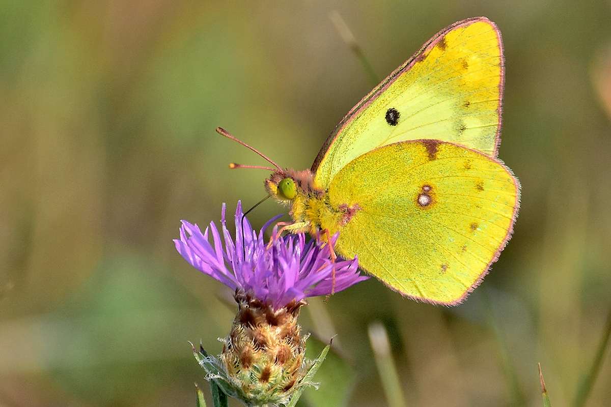 Goldene Acht/Hufeisenklee-Gelbling (Artengruppe), (c) Karin-Simone Hauth/NABU-naturgucker.de