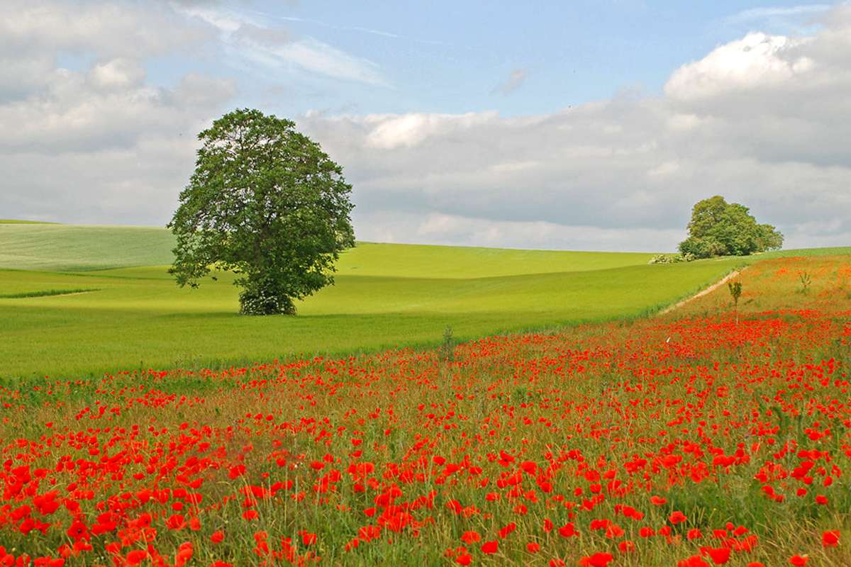 Klatschmohn, (c) Ursula Gönner/NABU-naturgucker.de