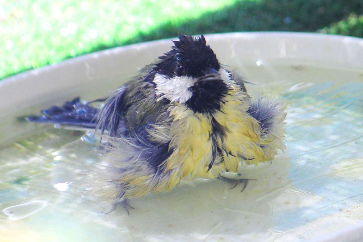 Badende Kohlmeise an einem heißen Sommertag, (c) Yumiko Takahashi/NABU-naturgucker.de