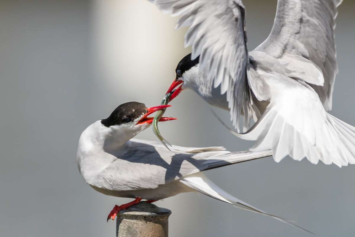 Küstenseeschwalben bei der Futterübergabe, (c) Thomas Schwarzbach/NABU-naturgucker.de