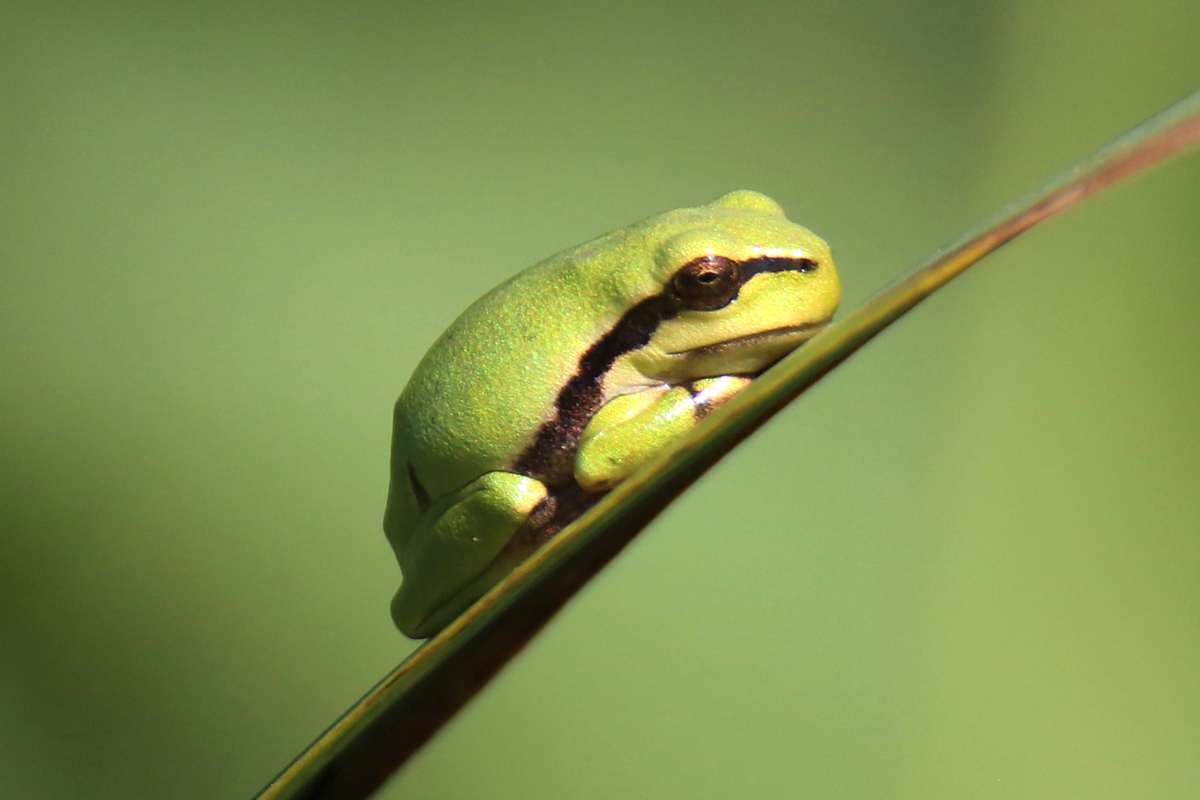 Europäischer Laubfrosch, (c) Lars Stolze/NABU-naturgucker.de