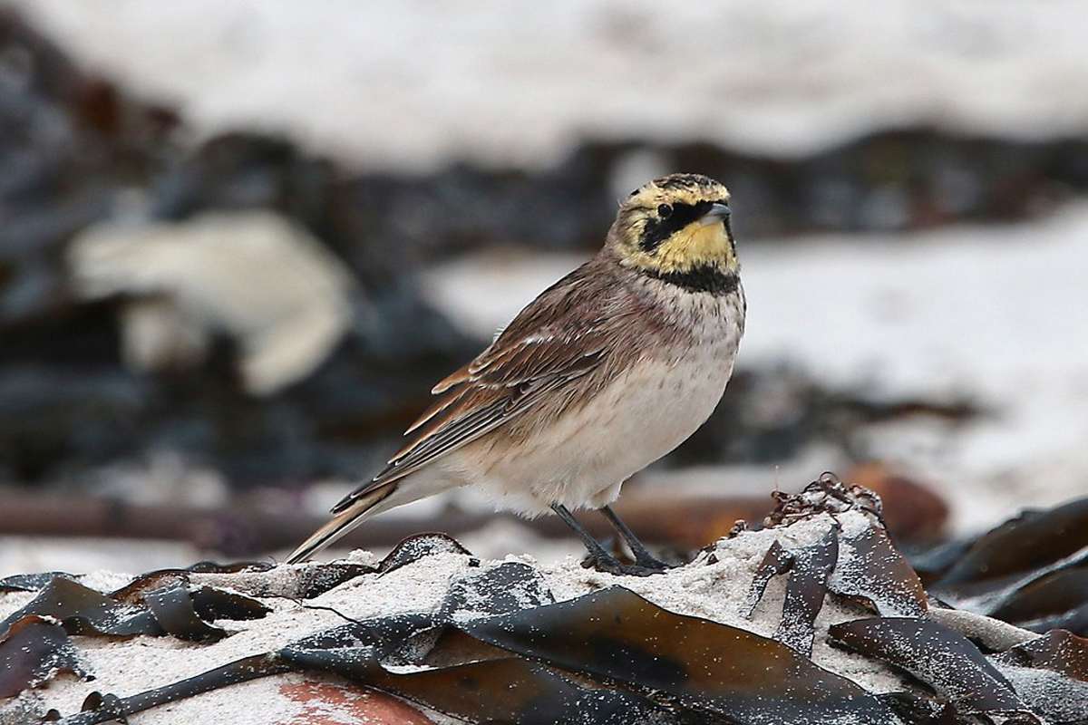 Ohrenlerche, (c) Sören Rust/NABU-naturgucker.de