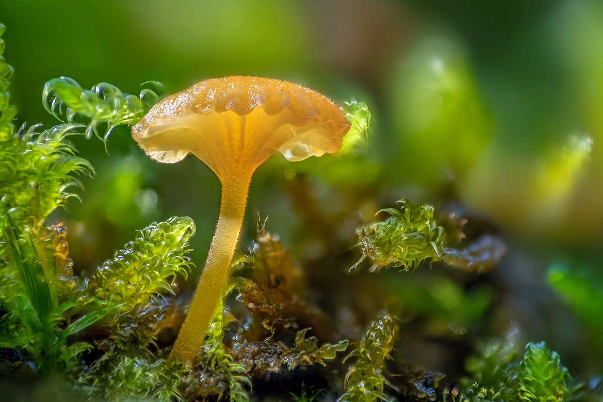 Orangeroter Heftelnabeling, (c) Kerstin Berger/NABU-naturgucker.de