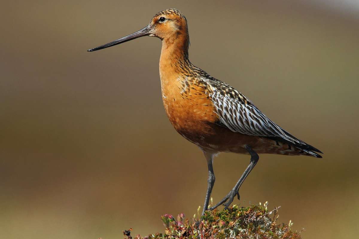 Pfuhlschnepfe, (c) Andreas Stern/NABU-naturgucker.de