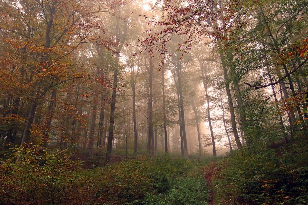 Rot-Buchen im Herbst, (c) Hubertus Schwarzentraub/NABU-naturgucker.de