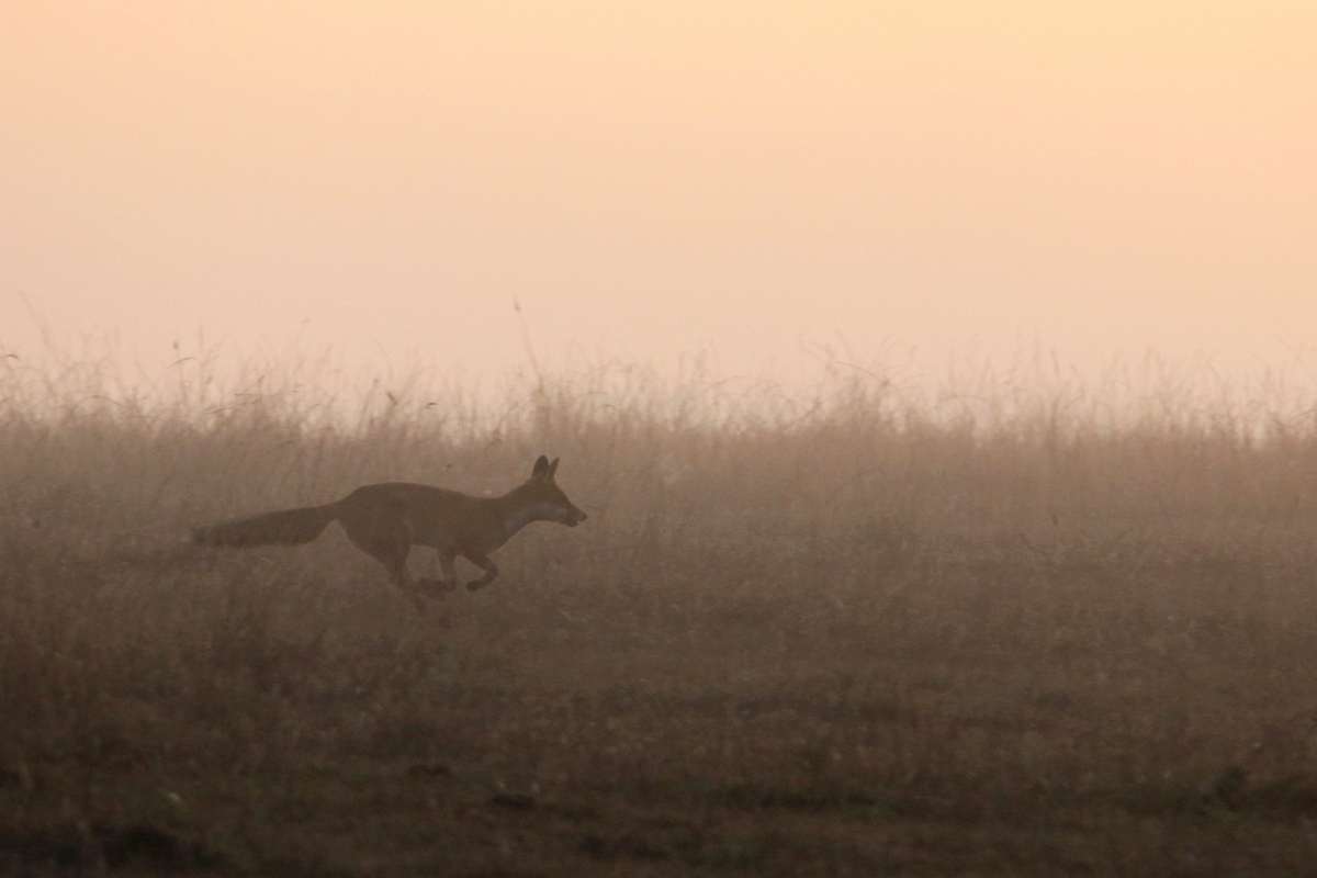 Rotfuchs im Nebel, (c) Günther Pitschi/NABU-naturgucker.de