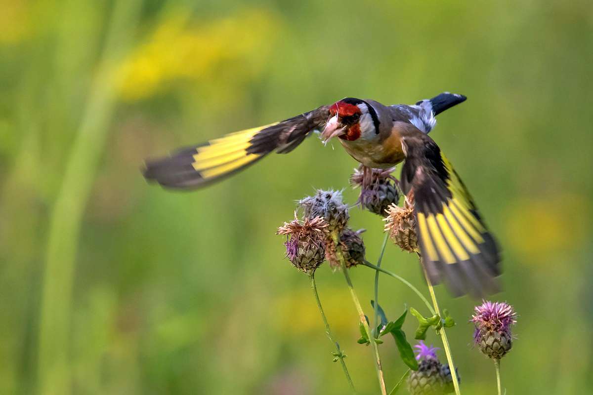 Stieglitz nach der Samen-Mahlzeit, (c) Axel Aßmann/NABU-naturgucker.de