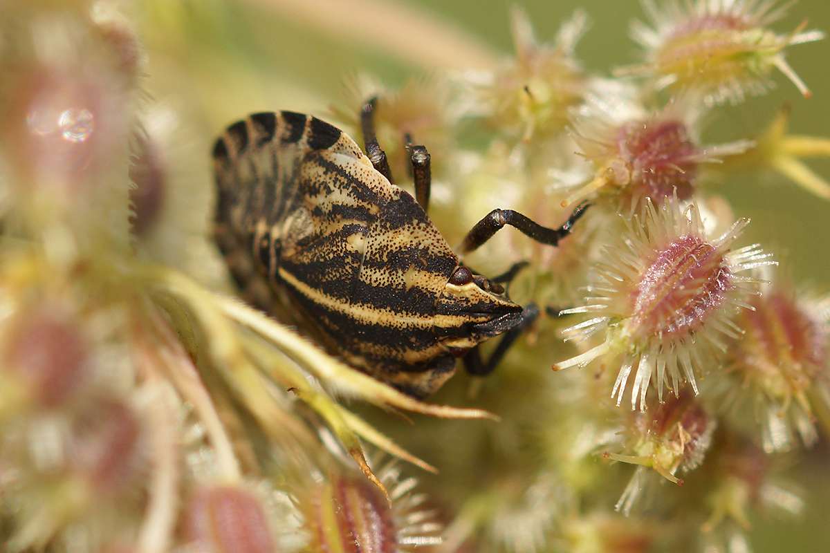 Der Fruchtstand einer Wilden Möhre dient einer Streifenwanzen-Larve als Versteck. (c) Gaby Schulemann-Maier/NABU-naturgucker.de