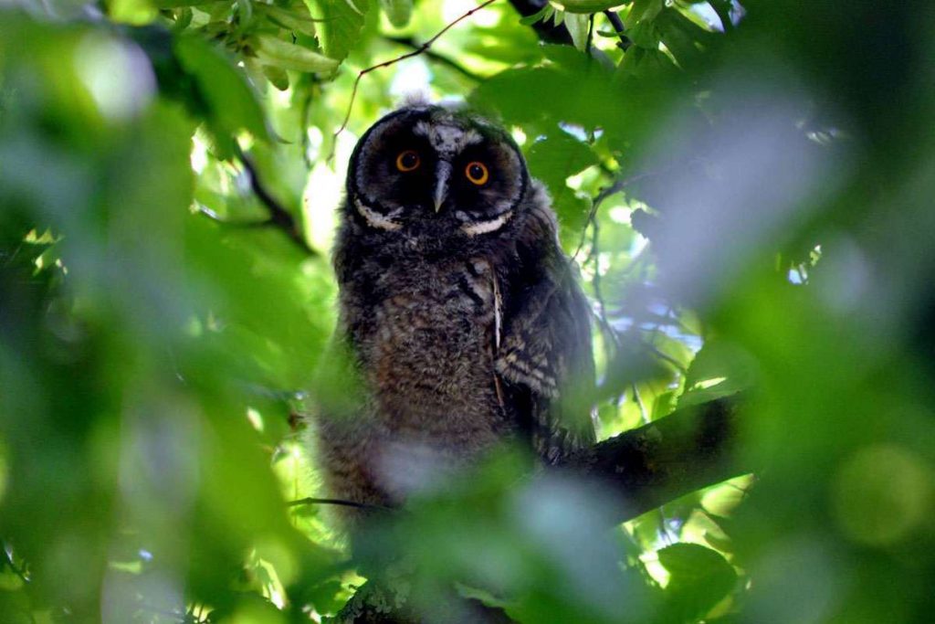 Junge Waldohreule (Asio otus), (c) Jonas Staubach/NABU-naturgucker.de