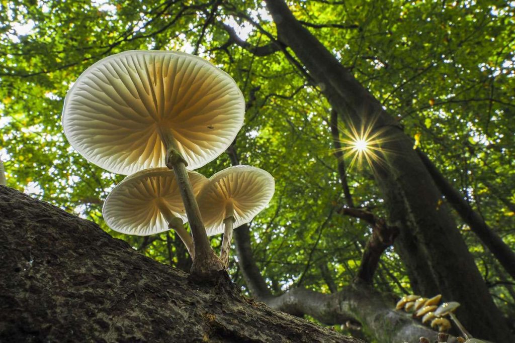 Buchen-Schleimrübling auf Rot-Buche, (c) Wilfried Martin/NABU-naturgucker.de