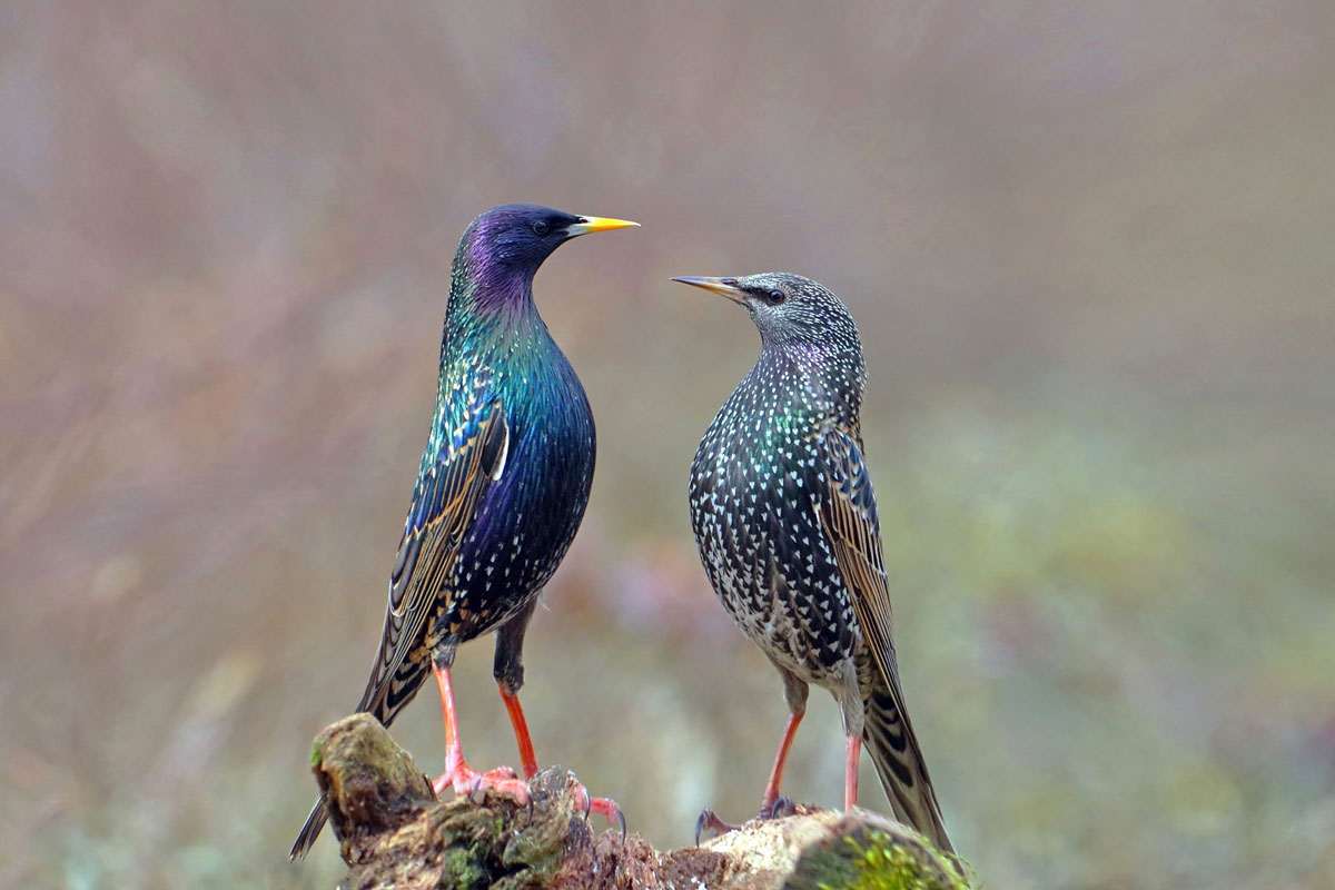 Stare (Sturnus vulgaris), (c) Lutz Klapp/NABU-naturgucker.de