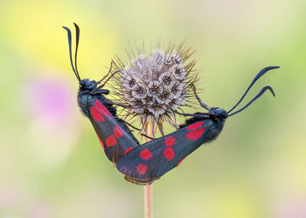 Eine Sommerliebe – zwei Gemeine Blutströpfchen (Zygaena filipendulae) an der Tauben-Skabiose (Scabiosa columbaria), (c) Regine Schadach/NABU-naturgucker.de