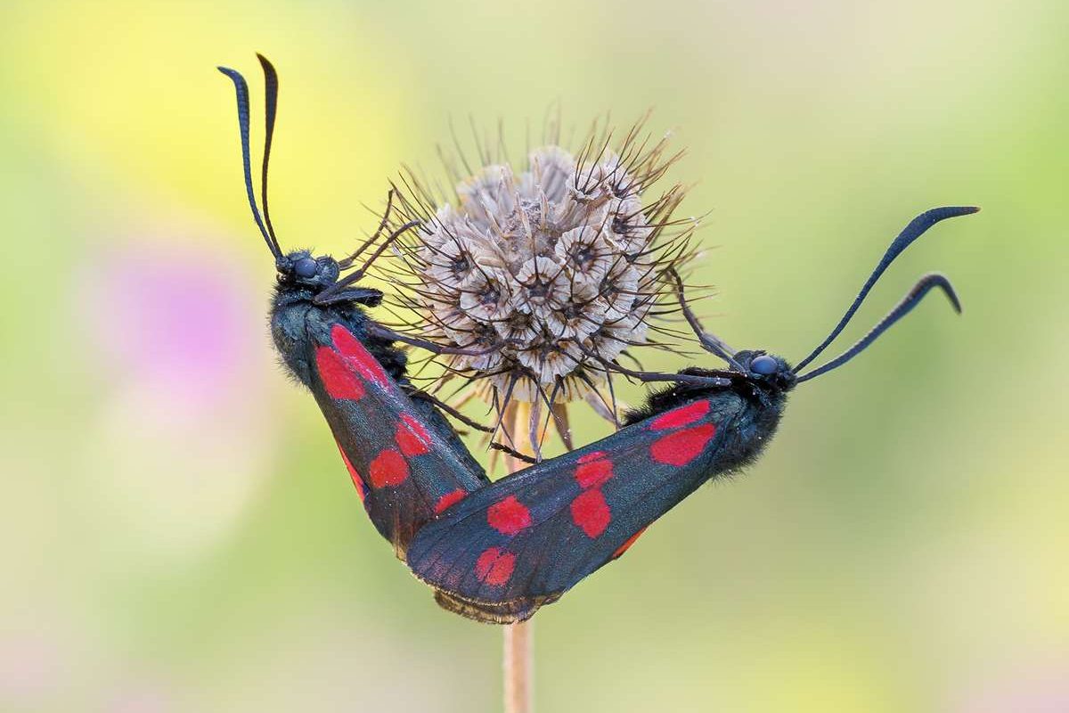 Eine Sommerliebe – zwei Gemeine Blutströpfchen (Zygaena filipendulae) an der Tauben-Skabiose (Scabiosa columbaria), (c) Regine Schadach/NABU-naturgucker.de