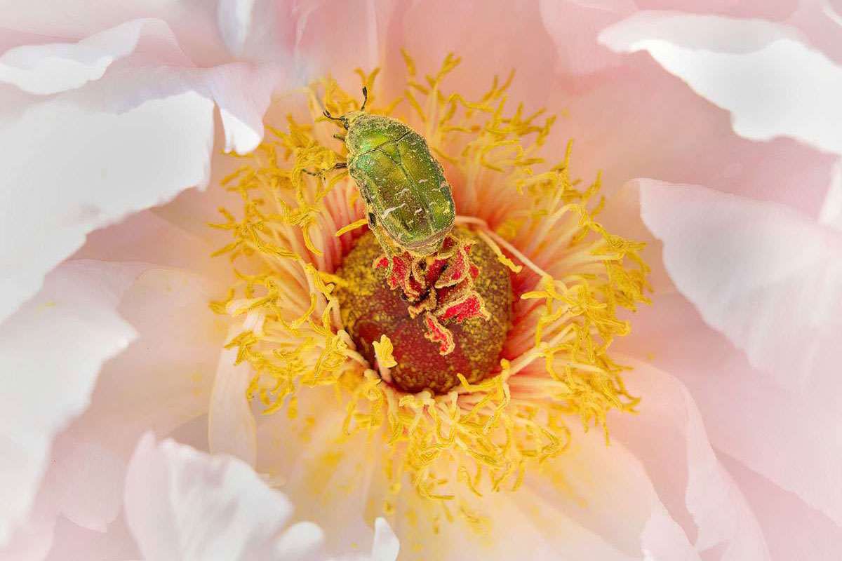 Siegerfoto SIGMA Naturbild 2022: Rosenkäfer auf Päonie, (c) Michael Wüst/NABU-naturgucker.de