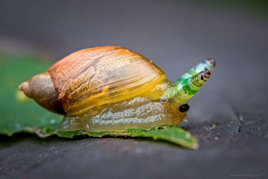 Vom Bernsteinschnecken-Saugwurm (Leucochloridium paradoxum) parasitierte Bernsteinschnecke (Succineidae sp.), (c) Susanne Großnick/NABU-naturgucker.de