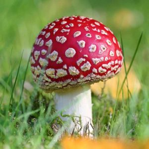 Fliegenpilz (Amanita muscaria), (c) Ulrich Köller/NABU-naturgucker.de