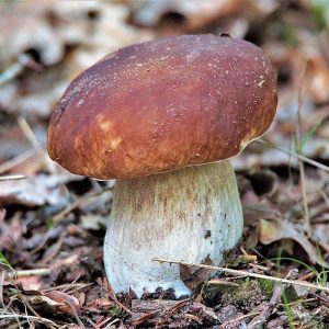 Gemeiner-Steinpilz (Boletus edulis), (c) Günther Pitschi/NABU-naturgucker.de