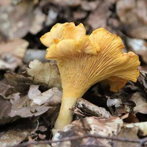 Pfifferling (unbestimmt) (Cantharellus s.l. indet.), (c) Günther Pitschi/NABU-naturgucker.de